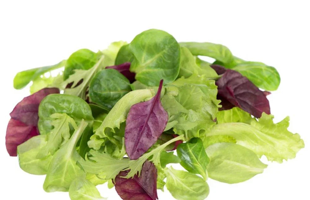 Lettuce Seeds - Mixed Greens Mesclun Mix - Heirloom Varieties - Lactuca sativa - Organic Non-GMO - 200 Seeds for Salad Gardens