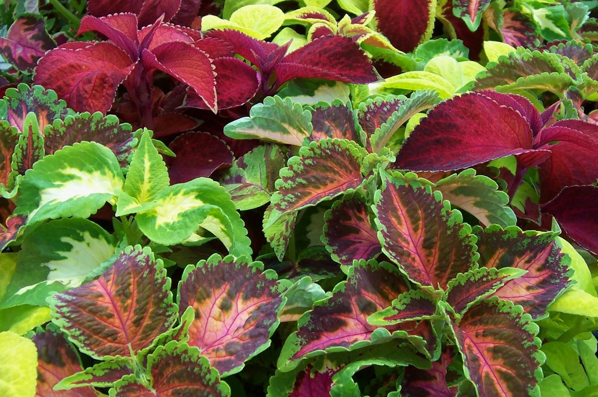 Coleus Seeds 435 Count - Colorful Shade Foliage - Plectranthus scutellarioides - Easy to Grow for Shady Gardens and Containers