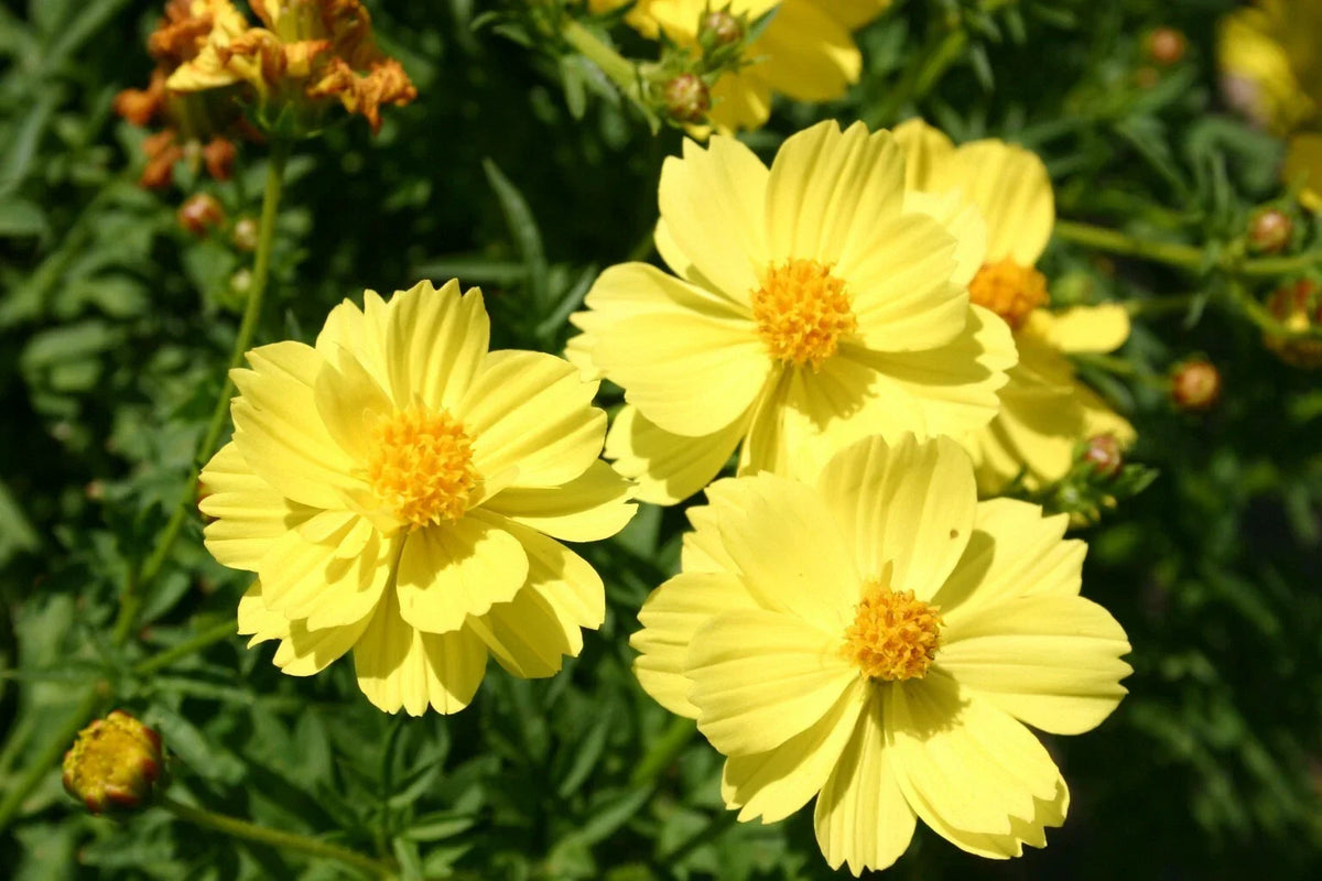 Cosmos Seeds - 90 Yellow Tall Flower Seeds - Cosmos sulphureus - Easy to Grow Annuals for Garden - Pollinator Friendly