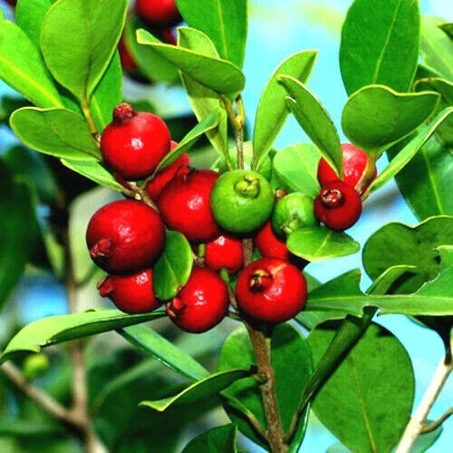 20 Strawberry Guava Seeds, Edible Fruit Plant, Psidium cattleianum, Tropical Garden Variety, Home Gardening, Fruit Enthusiasts