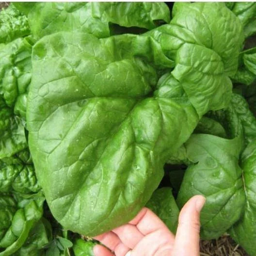 Giant Noble Spinach Seeds - 135 Count - Spinacia oleracea - Non-GMO for Robust Growth and Huge Leaves