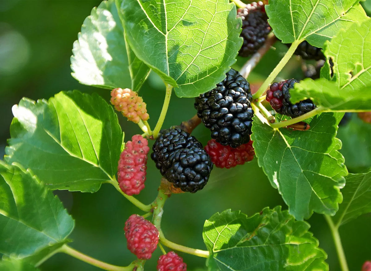 Live Plant Red Mulberry 16-24 Inches Morus rubra - Hardy Zones 5-9, Fast-Growing, Sweet Berries, 1-2 Years Old