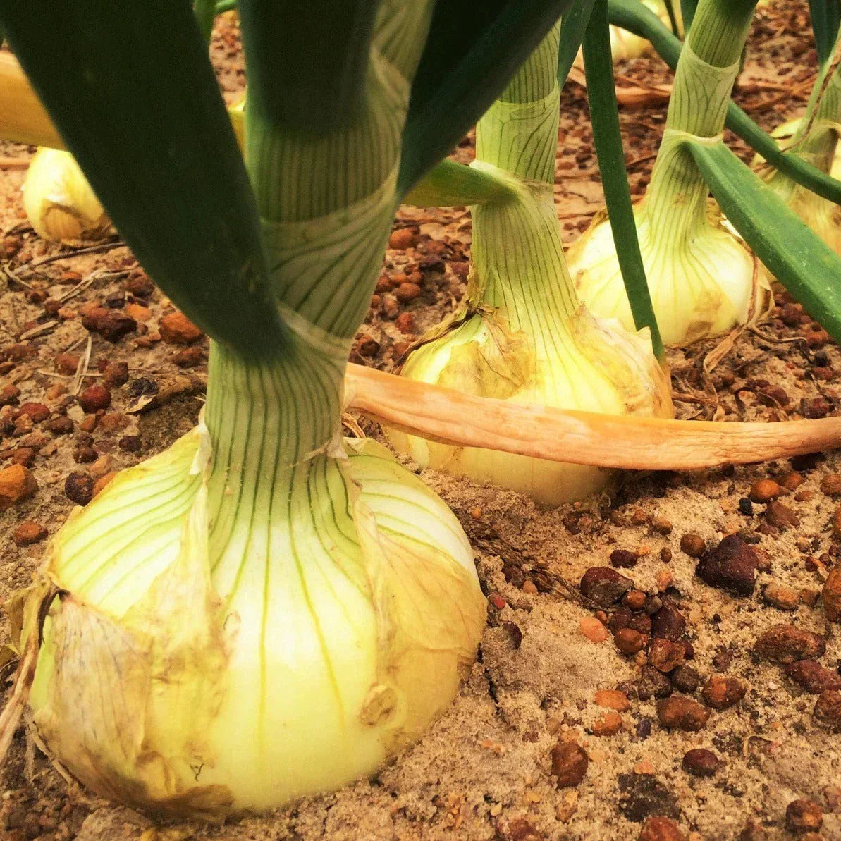 Vidalia Onion Seeds - 200+ Count - Yellow Granex Variety - Allium cepa - Non-GMO Heirloom for 2025 Planting