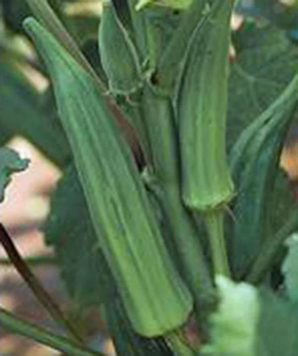 Okra Seeds 100 Count, Emerald Heirloom, Non-GMO - Abelmoschus esculentus, Perfect for Home Gardening and Culinary Use
