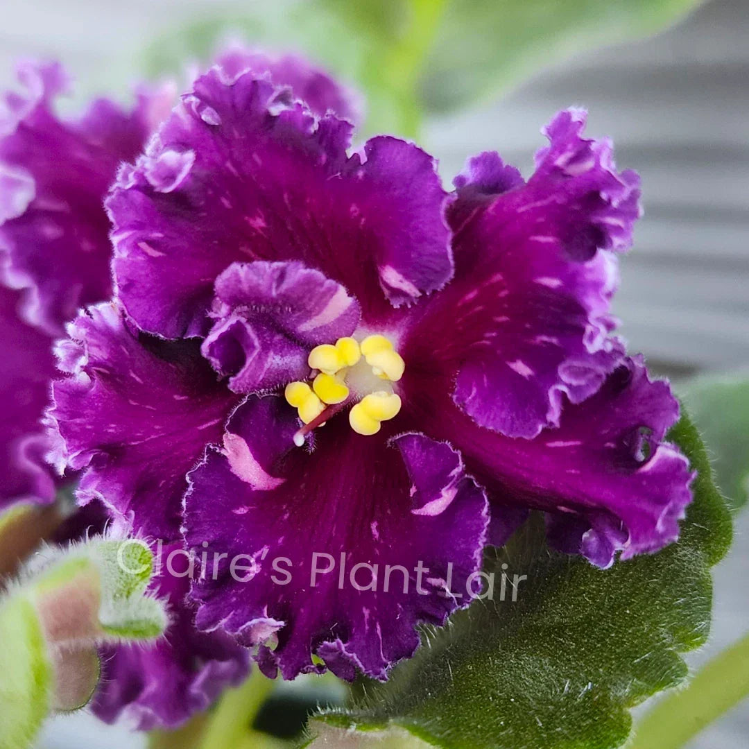 African Violet Leaf Cutting - Standard - Red Diamond (АВ-Красный Бриллиант) - Saintpaulia ionantha - Easy Propagation Plant