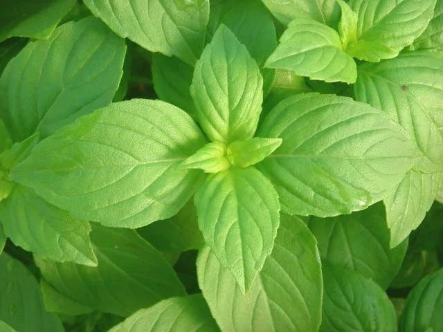 LEMON Basil Seeds - Bulk Non-GMO Aromatic Herb - Ocimum basilicum 'Citriodorum' - Ideal for Container Gardens