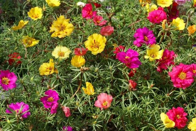 Moss Rose Seeds 1000 Count - Colorful Annuals - Portulaca grandiflora - Drought-Tolerant, Low Maintenance Garden Flowers