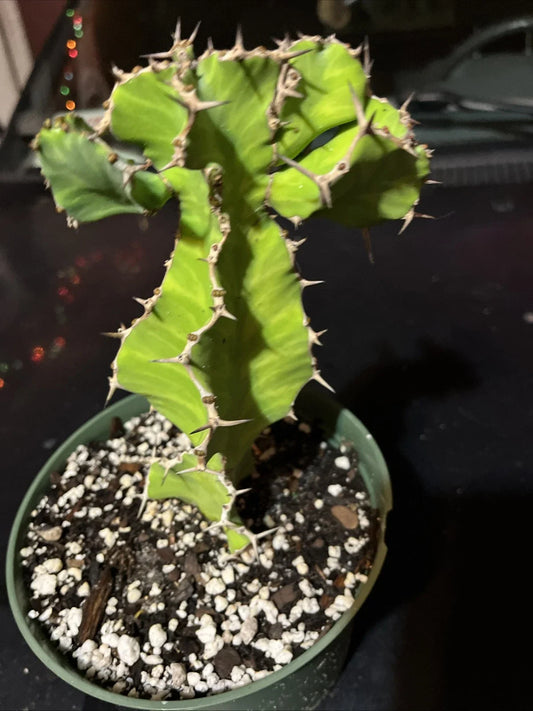 Euphorbia Pseudocactus - False Cactus Succulent Live Plant - Bare Root - Unique Green Desert Plant