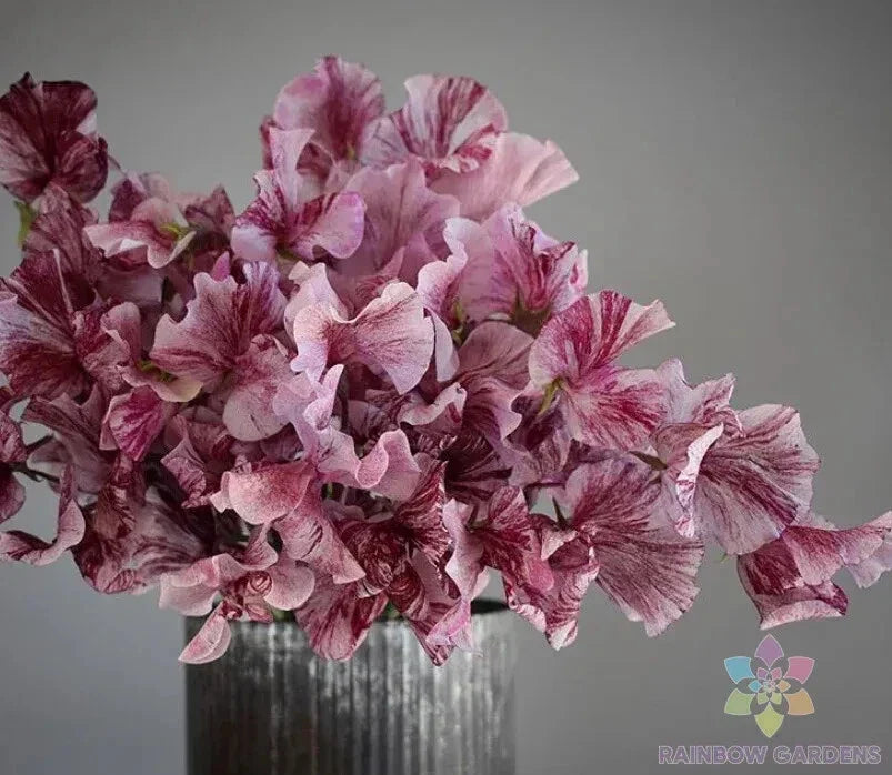 Chocolate Sweet Pea Seeds 50 Count - Maroon Flowers - Lathyrus odoratus - Fragrant Garden Planting Seeds - USA