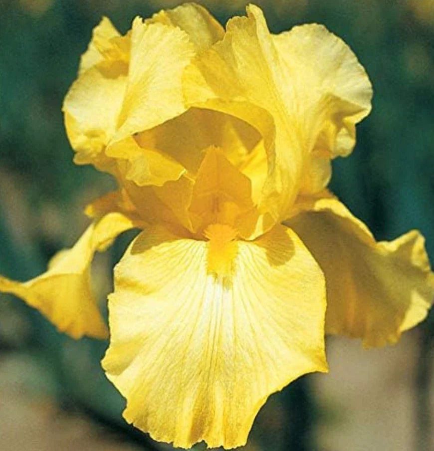 Bare Root Yellow Iris Rhizome Starter Plants - 25 Count - Iris pseudacorus - Aquatic Perennials for Garden & Pond