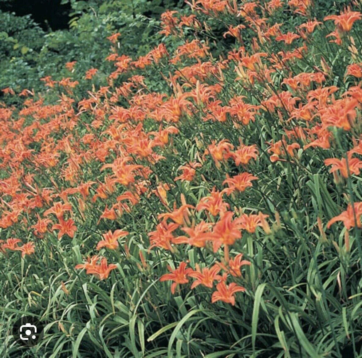 5 Orange Daylily Bulbs | Tawny Day Lily | Hemerocallis fulva | Medicinal Wildflower Roots | Appalachian Grown