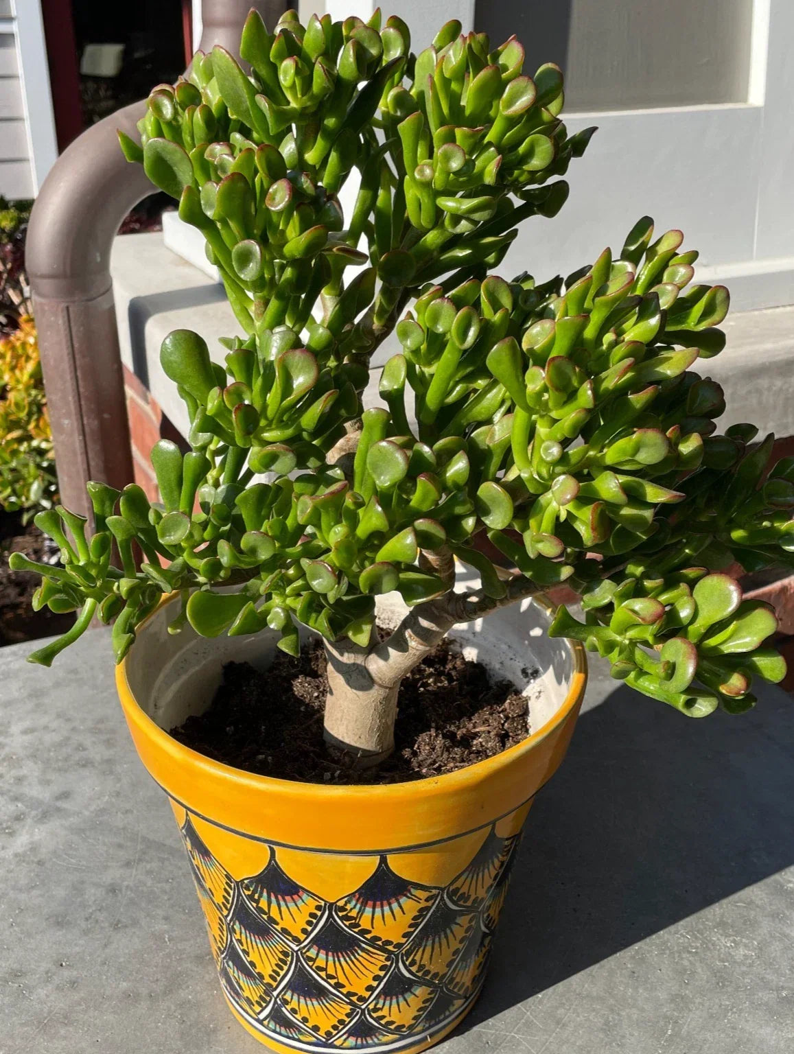 Ogre Ears Jade Plant Cutting 5" Dwarf Green Crassula perfoliata var. falcata - Unique Succulent for Indoor Garden
