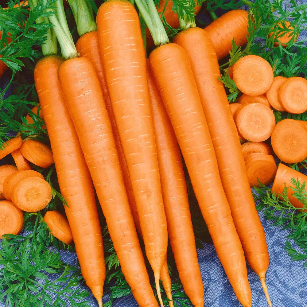 Imperator-58 Carrot Seeds - Non-GMO Fresh Garden Seeds, Daucus carota, 500 Seeds, Sweet Flavor, USA Grown
