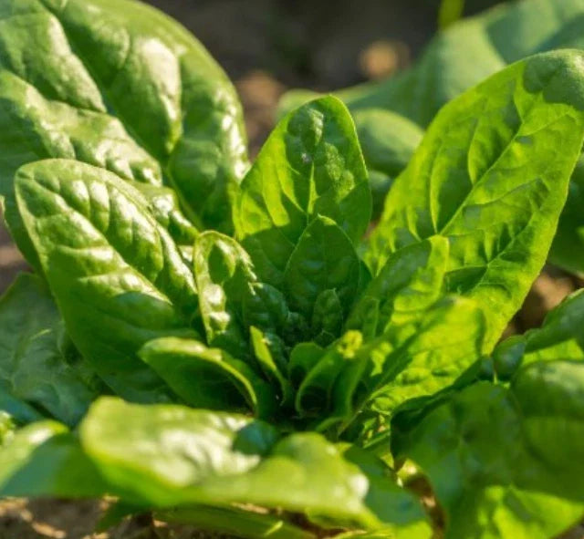 Spinach Seeds 200 Count - Bloomsdale Long Standing Non-GMO - Cool Weather Variety (Spinacia oleracea) for Home Garden