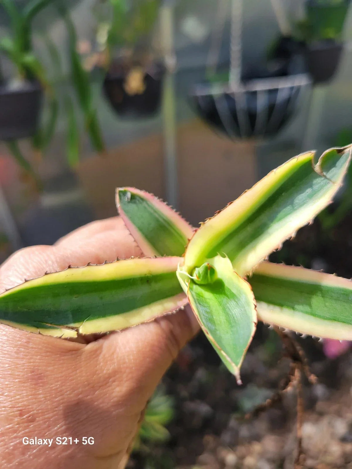 Agave Lophantha Quadricolor Succulent Plant - Exotic Rare Variegated Bare Root - Agave lophantha var. quadricolor
