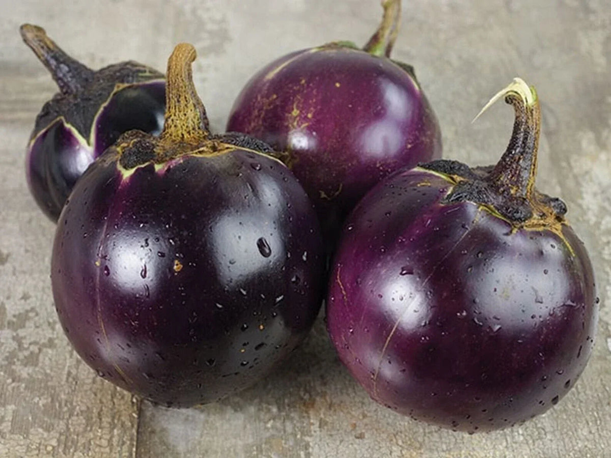 Thai Round Eggplant Seeds - 50+ Heirloom NON-GMO - Solanum melongena - Asian Vegetable for Authentic Cuisine