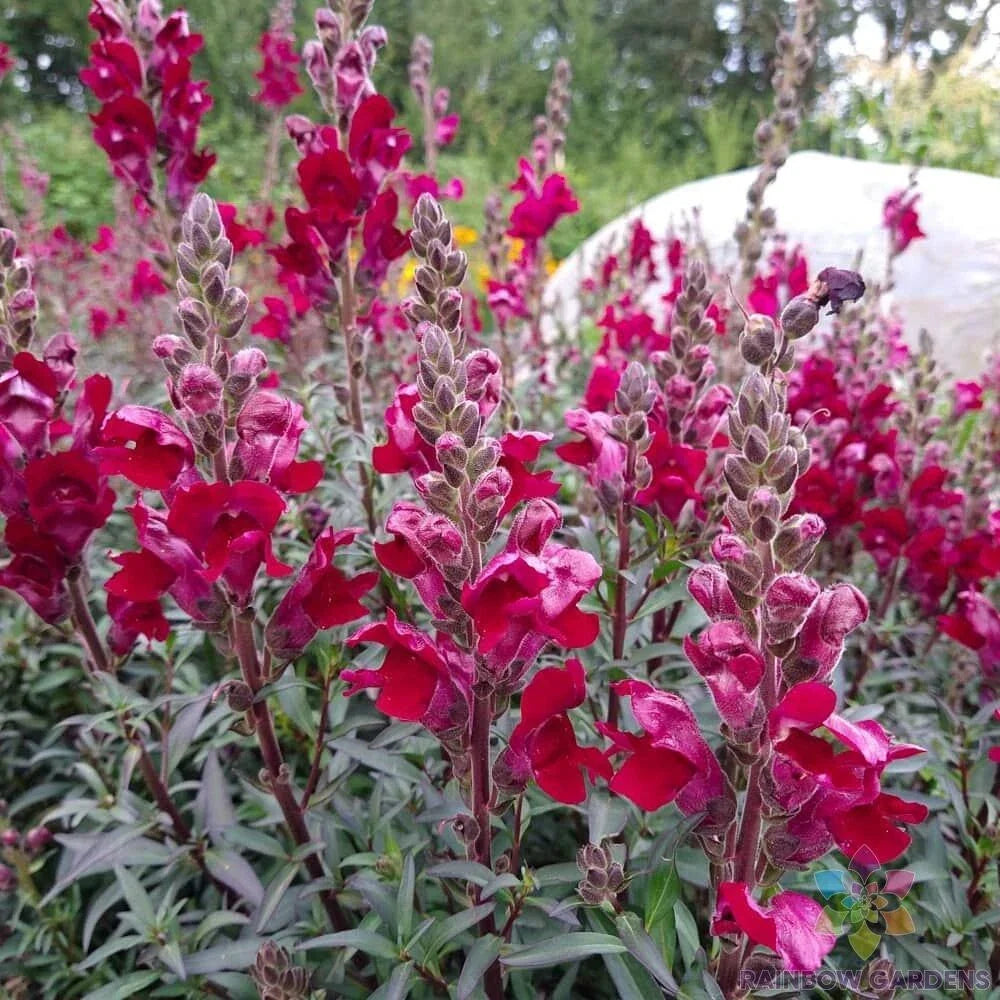 Black Prince Snapdragon Seeds - 1000+ Count - Antirrhinum majus - Dark Red to Purple Flowers for Garden Planting