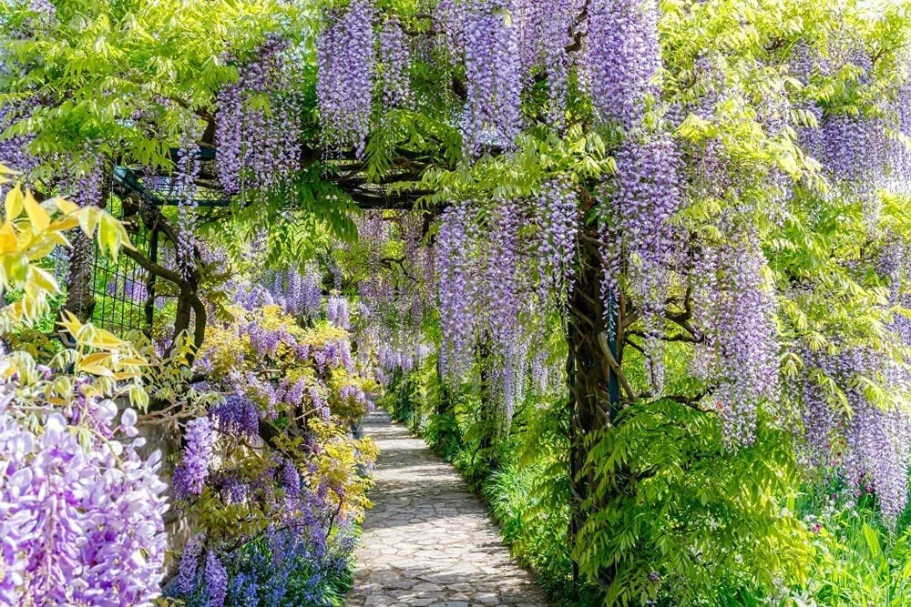 Chinese Wisteria Vine Seeds 10 Pack - Purple Flowers, Wisteria sinensis, Ideal for Trellises and Arbors