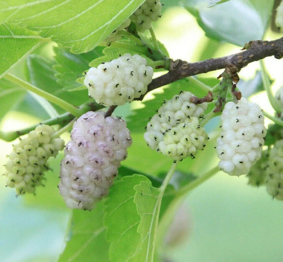 White Mulberry Tree Seeds - 50+ Count - Sweet Edible Fruit - Morus alba - USA Seller