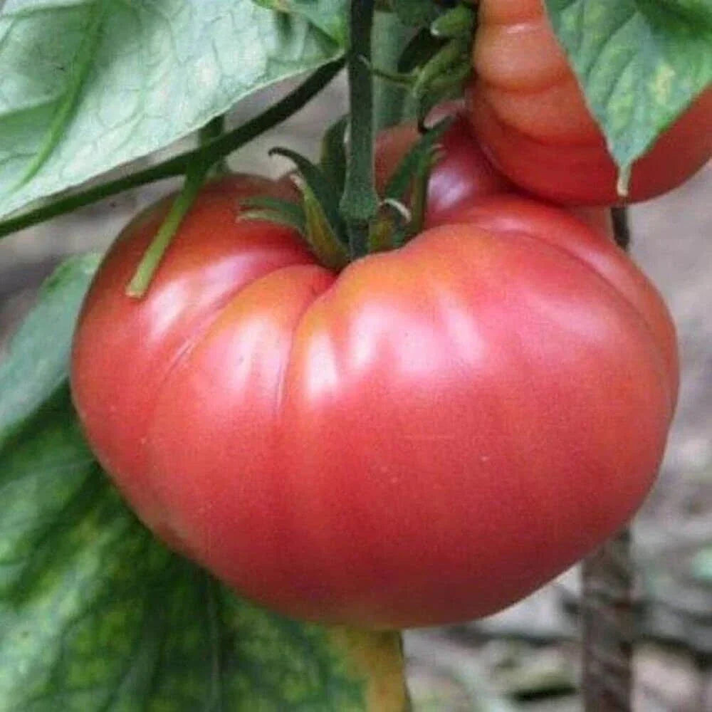 German Johnson Tomato Seeds - Heirloom, Non-GMO, Solanum lycopersicum, 25 Seeds Packet for Gardening
