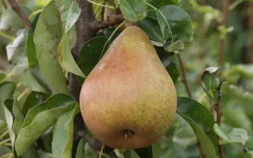 Doyenne du Comice Pear Seeds - 25+ Pack - Pyrus communis - Sweet Juicy Fruit for Home Gardening - Non-GMO, USA