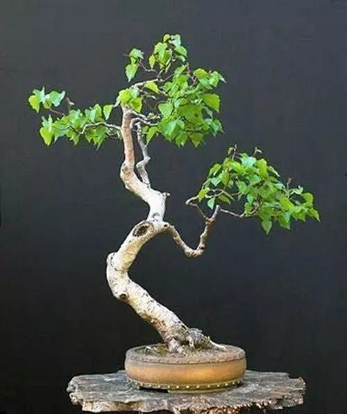 Bonsai Tree Seeds 100+ Pack White Paper Birch Betula papyrifera Made in USA for Indoor Outdoor Gardening
