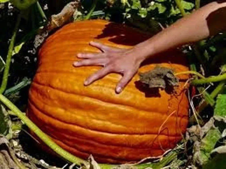 Big Max Pumpkin Seeds - 10 Count Organic USA Seeds - Cucurbita maxima - Ideal for Giant Pumpkins and Home Gardens