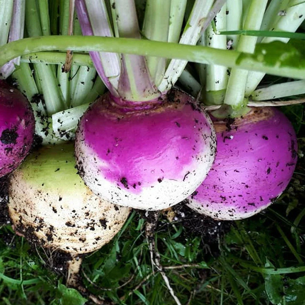 Purple Top White Globe Turnip Seeds 1 LB Non-GMO Heirloom Brassica rapa for Home Garden
