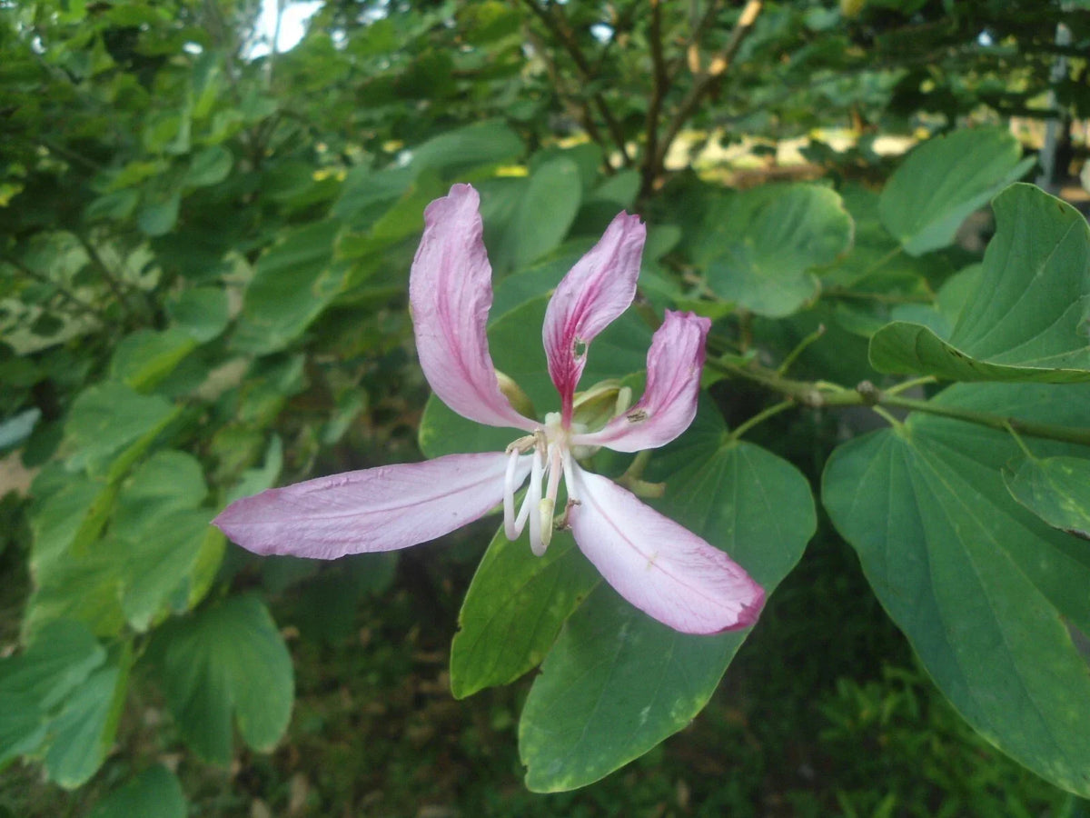 White Orchid Tree Seeds, 10 Count, Bauhinia purpurea Alba, Tropical Flowering Plant for Gardens and Landscaping