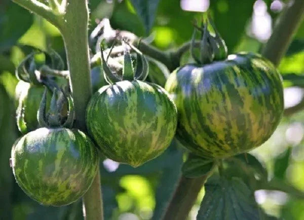Green Zebra Tomato Seeds - 120+ Heirloom Non-GMO Organic Seeds - Solanum lycopersicum for Home Gardening