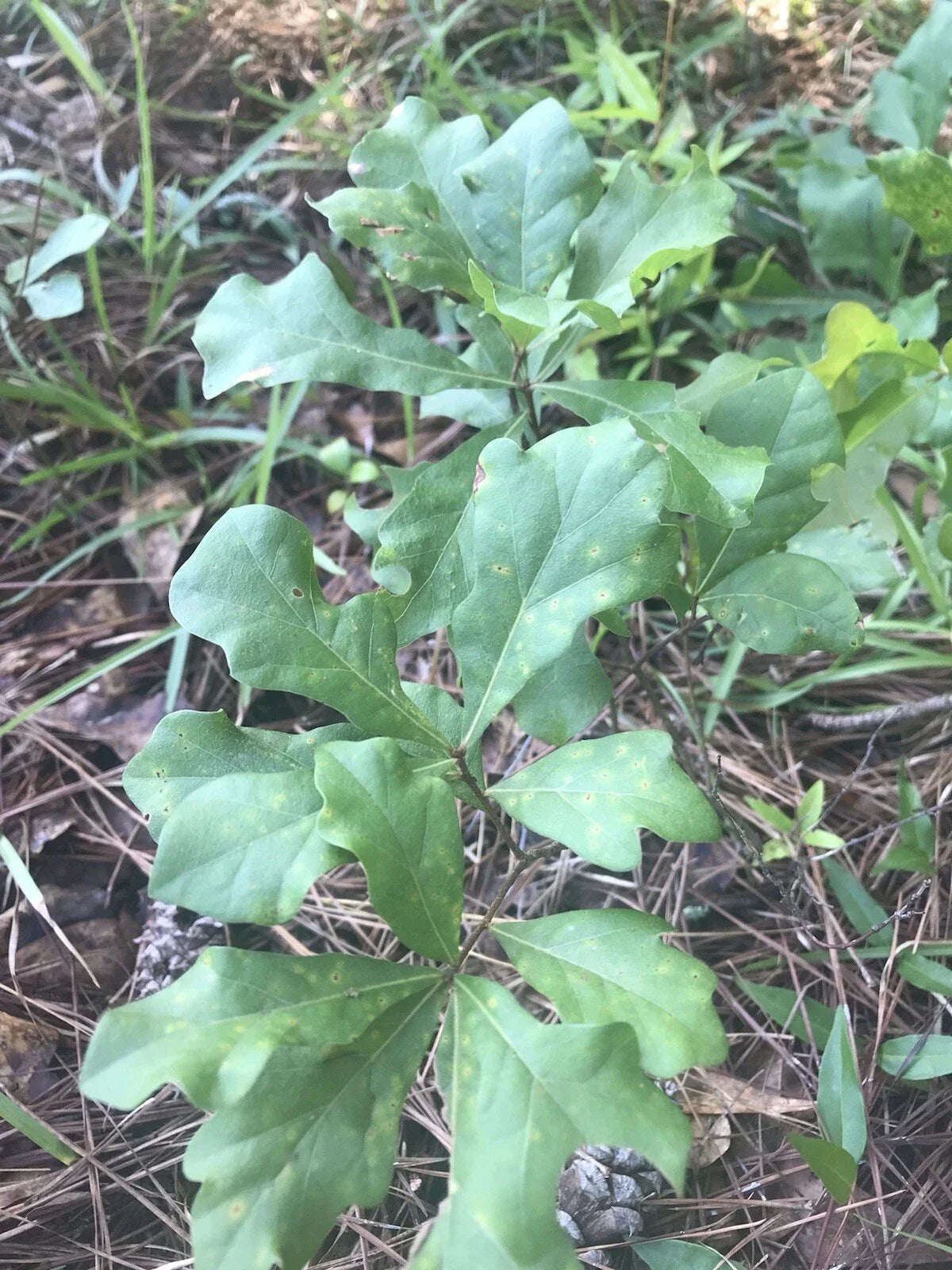 Live White Oak Seedlings 6-10 inches Quercus alba - 8 Plants for Landscaping and Reforestation, Shade Trees for Your Yard