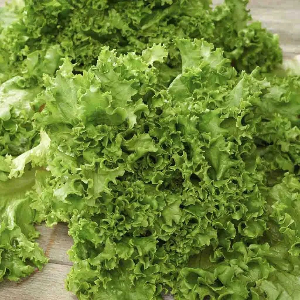 Salad Bowl Lettuce Seeds 250+ Heirloom Non-GMO Vegetable Seeds for Garden, Lactuca sativa, Crisp and Tender Greens
