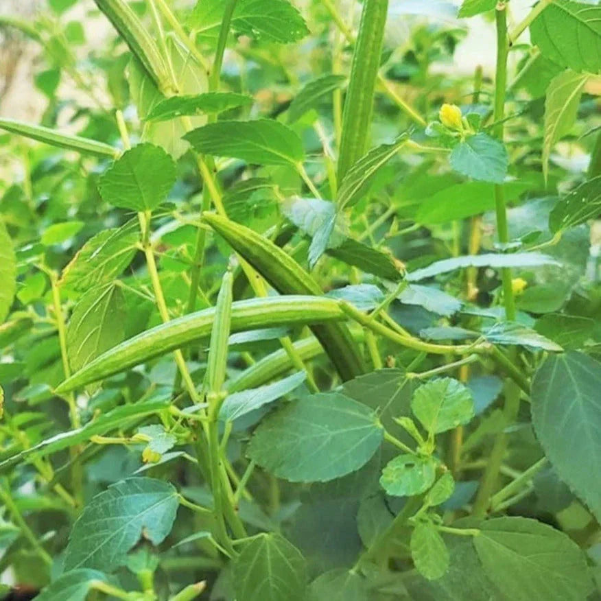 Molokhia Seeds - 100 Pack - Egyptian Spinach - Corchorus Olitorius - Non-GMO, Nutrient-Rich, Ideal for 2025 Planting