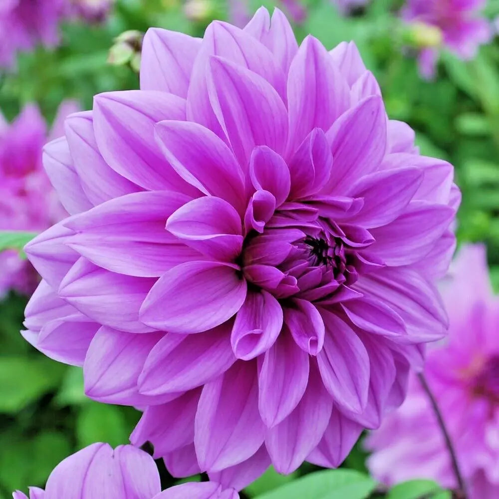 Dahlia Tuber NO.1 Clump - Lavender Purple Giant Dinnerplate Flower Plant - Dahlia 'Lilac Time' - Easy Care Perennial