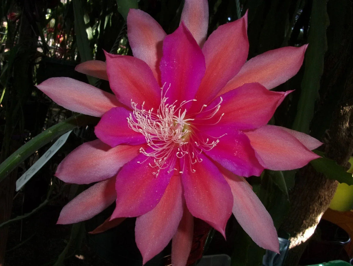 Epiphyllum Orchid Cactus Cutting - 6-8 inch Royal Rose Variety - Epiphyllum oxypetalum - Easy Care Indoor Plant