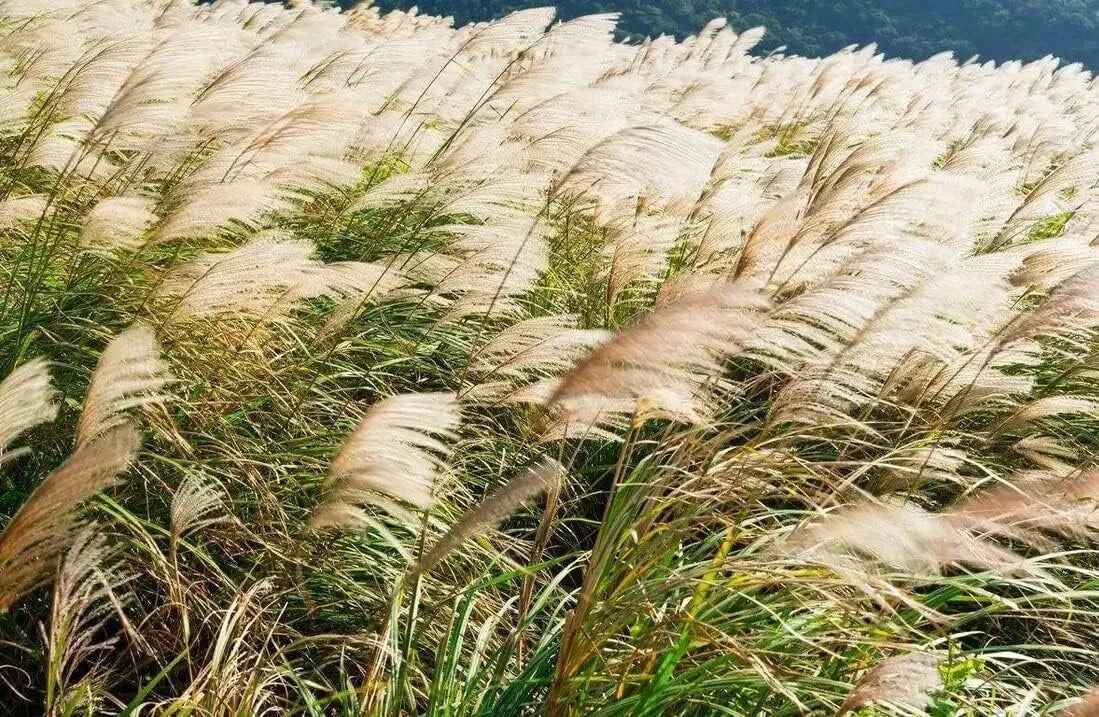 Chinese Silvergrass Seeds - 200+ Seeds - Ornamental Grass - Miscanthus sinensis - Low Maintenance Garden Plant