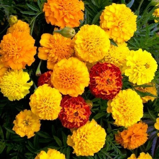 French Marigold Seeds - 200 Heirloom Non-GMO Petite Mix Double Dwarf Flowers - Tagetes patula
