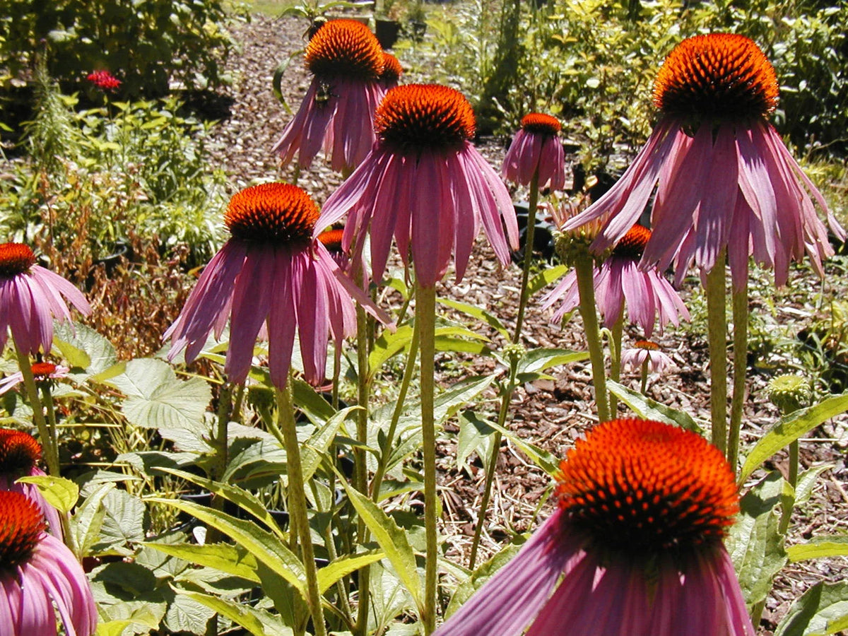 305 Coneflower Seeds - Purple Echinacea - Echinacea purpurea - Organic - Attracts Pollinators - Free Shipping Available