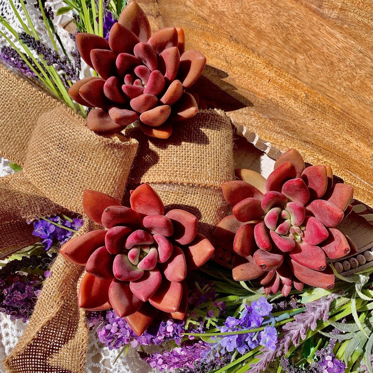 Succulent Plant Bare Root Graptoveria Ruby Donna Easy Care Live Indoor Greenery Graptoveria 'Ruby Donna'