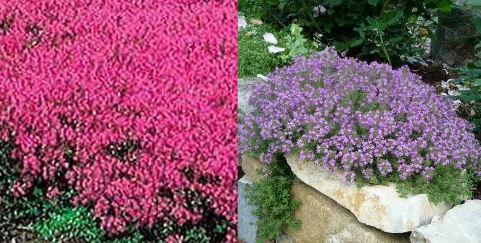 Creeping Thyme Seeds 500 Mixed Red & Purple Non-GMO Ground Cover Thymus serpyllum - Perennial, Drought-Tolerant, Fragrant