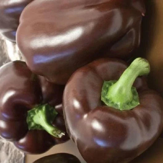 Chocolate Beauty Bell Pepper Seeds - 50 Non-GMO Heirloom Seeds - Capsicum annuum - Perfect for Organic Gardening