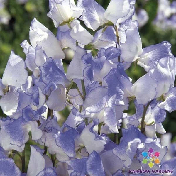 Blue Ripple Sweet Pea Seeds - 50+ Count - Lathyrus odoratus - Heirloom Garden Seeds for Vibrant Blooms and Fragrance