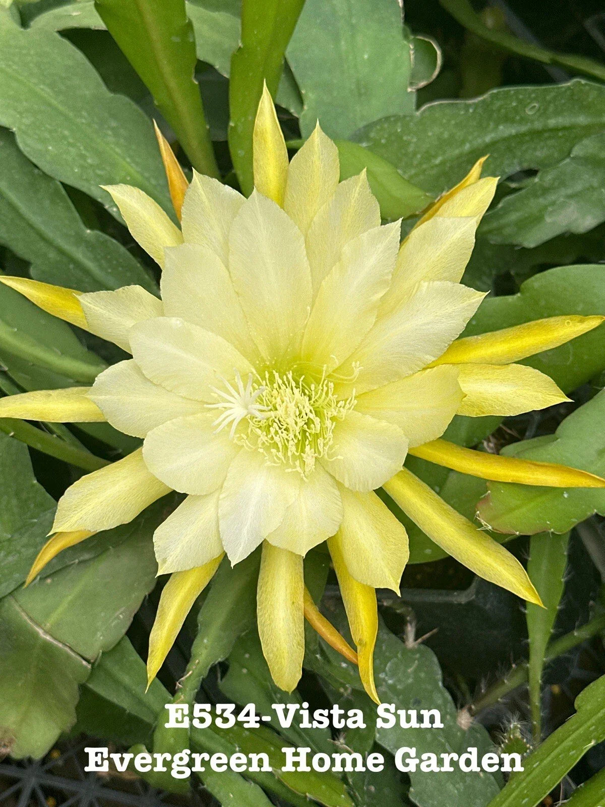 Rooted Epiphyllum Orchid Cactus 4" Pot “Vista Sun” - Unique Houseplant (Epiphyllum oxypetalum) - Vibrant Indoor Blooms