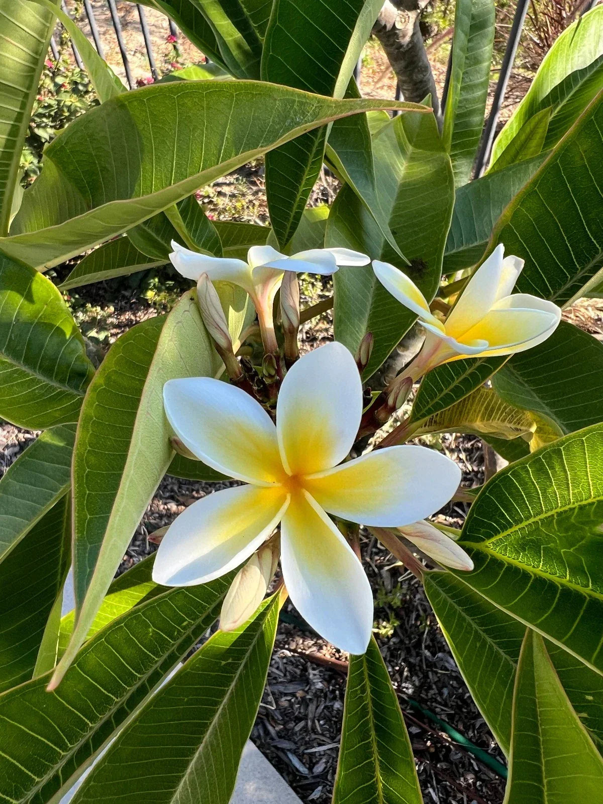 Well-Rooted Plumeria Plant - 3 Branches, White & Yellow Blooms, Frangipani (Plumeria spp.), Tropical Indoor/Outdoor Decor
