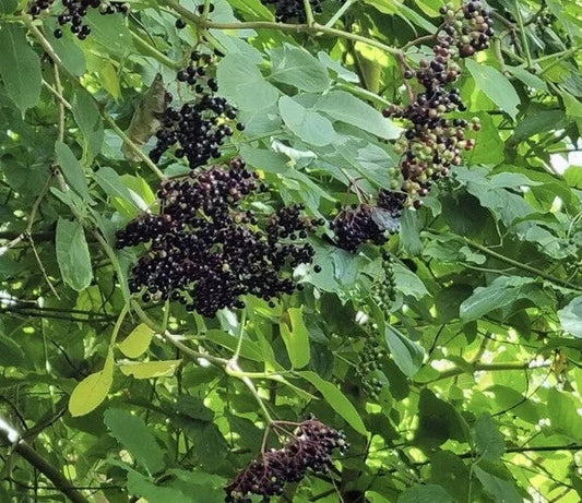European Black Elderberry Seeds - 100 Pack - Sambucus nigra - Ideal for Planting and Home Gardens
