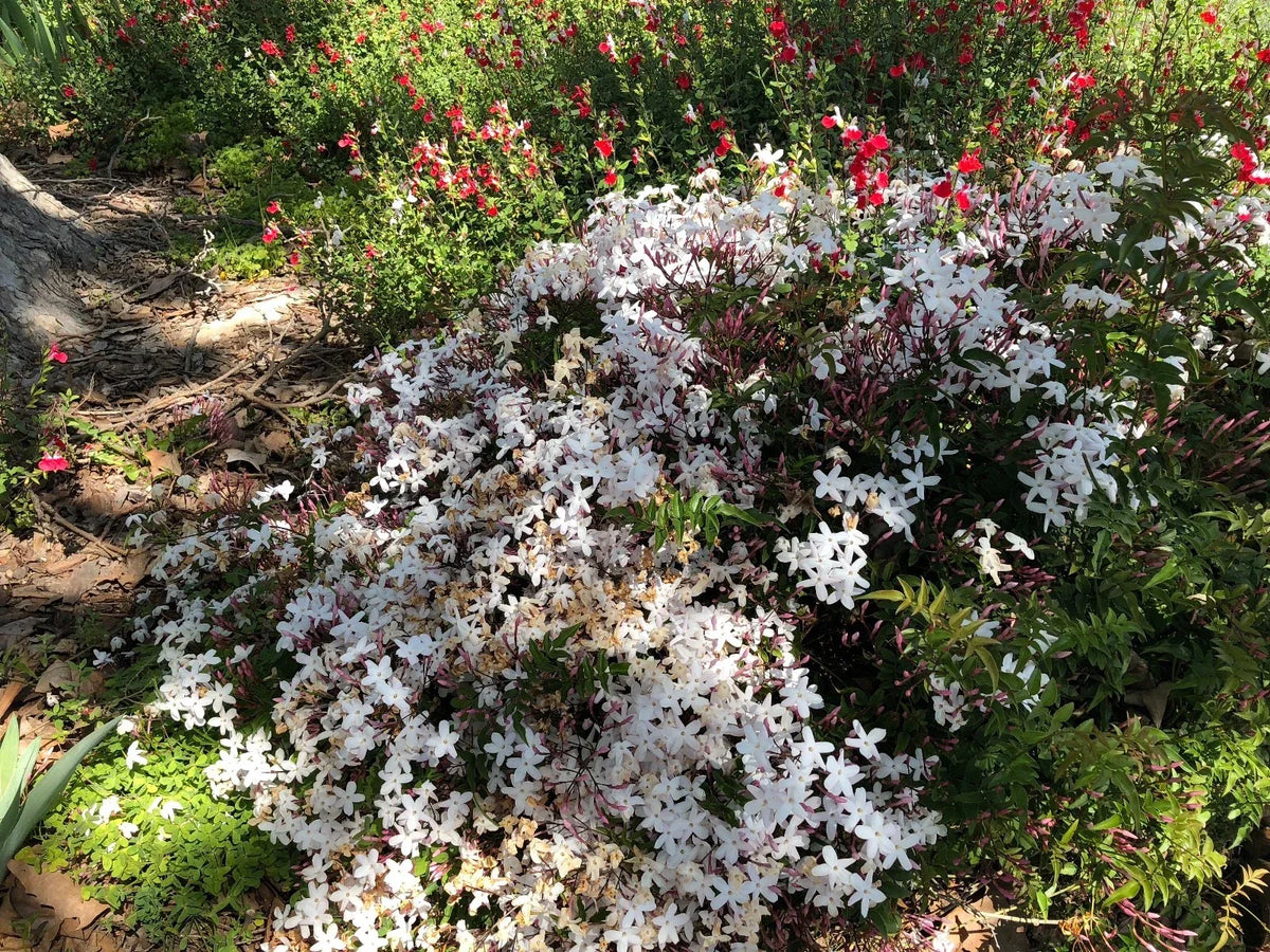 Organic Live Pink Jasmine Cuttings - Polyanthum Variety - Jasminum polyanthum - USA Grown Aromatic Vine for Gardens