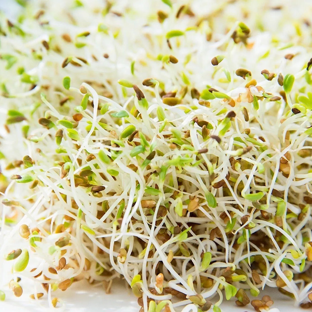 Alfalfa Sprouting Seeds 1500+ Count | NON-GMO Organic | Medicago sativa | Perfect for Home Sprouting and Healthy Diet