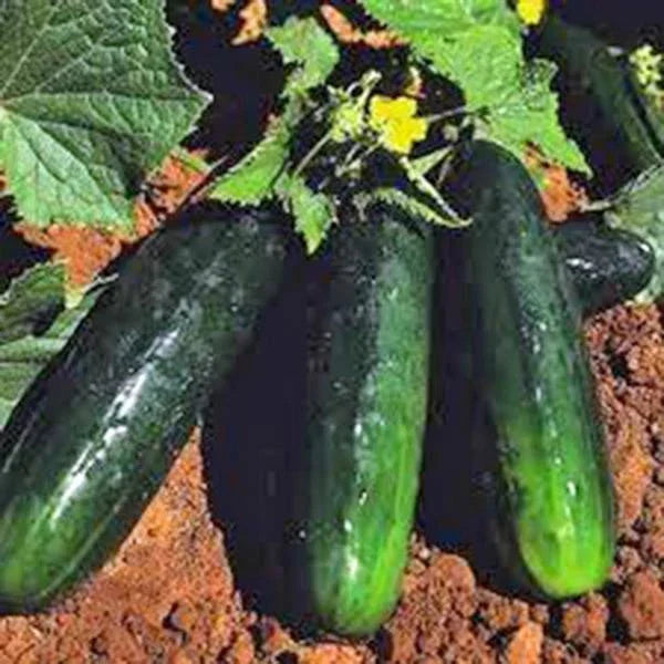 Cucumber Seeds 50+ Heirloom Straight Eight Non-GMO Cucumis sativus for Home Garden