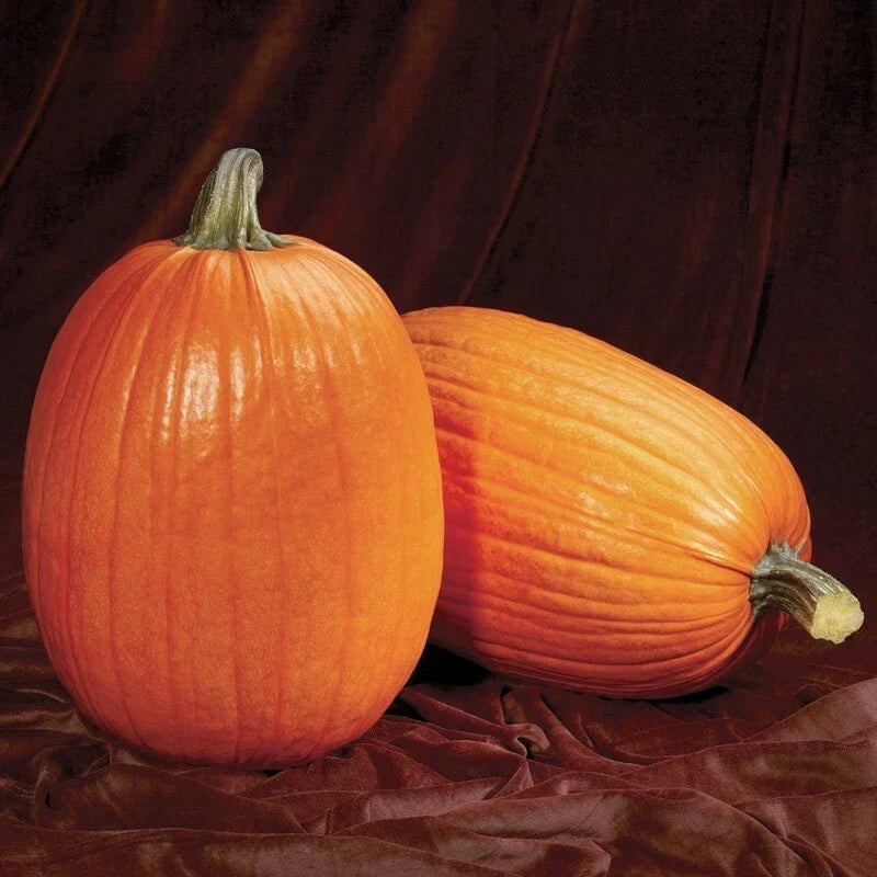 Pumpkin Seeds - Fresh Pack - Captain Jack Variety - Non-GMO Heirloom - Cucurbita pepo - Ideal for Garden Planting