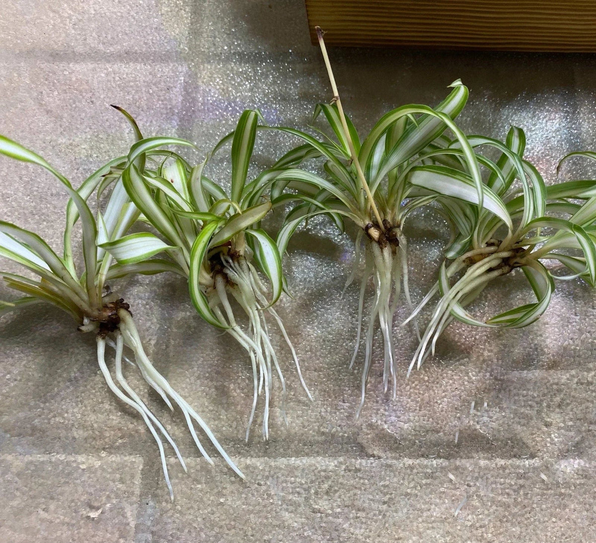 Rooted Spider Plant Babies 4-Pack | Chlorophytum comosum | Easy Care Indoor Houseplants | Air-Purifying Greenery